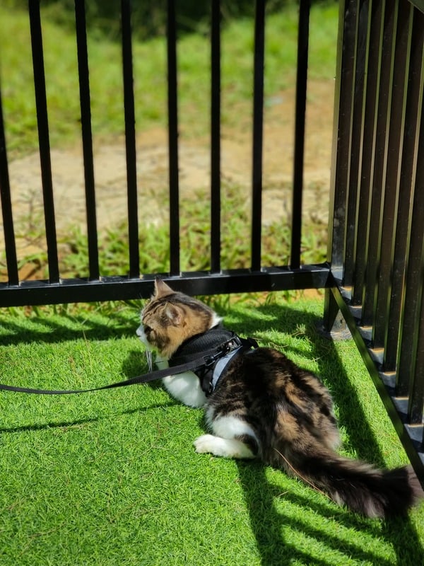 gazon synthétique adapté aux animaux